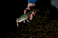 2016 Peters NIght Brown Trout